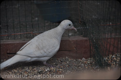 Perkutut Katuranggan Paling Lengkap November 2013