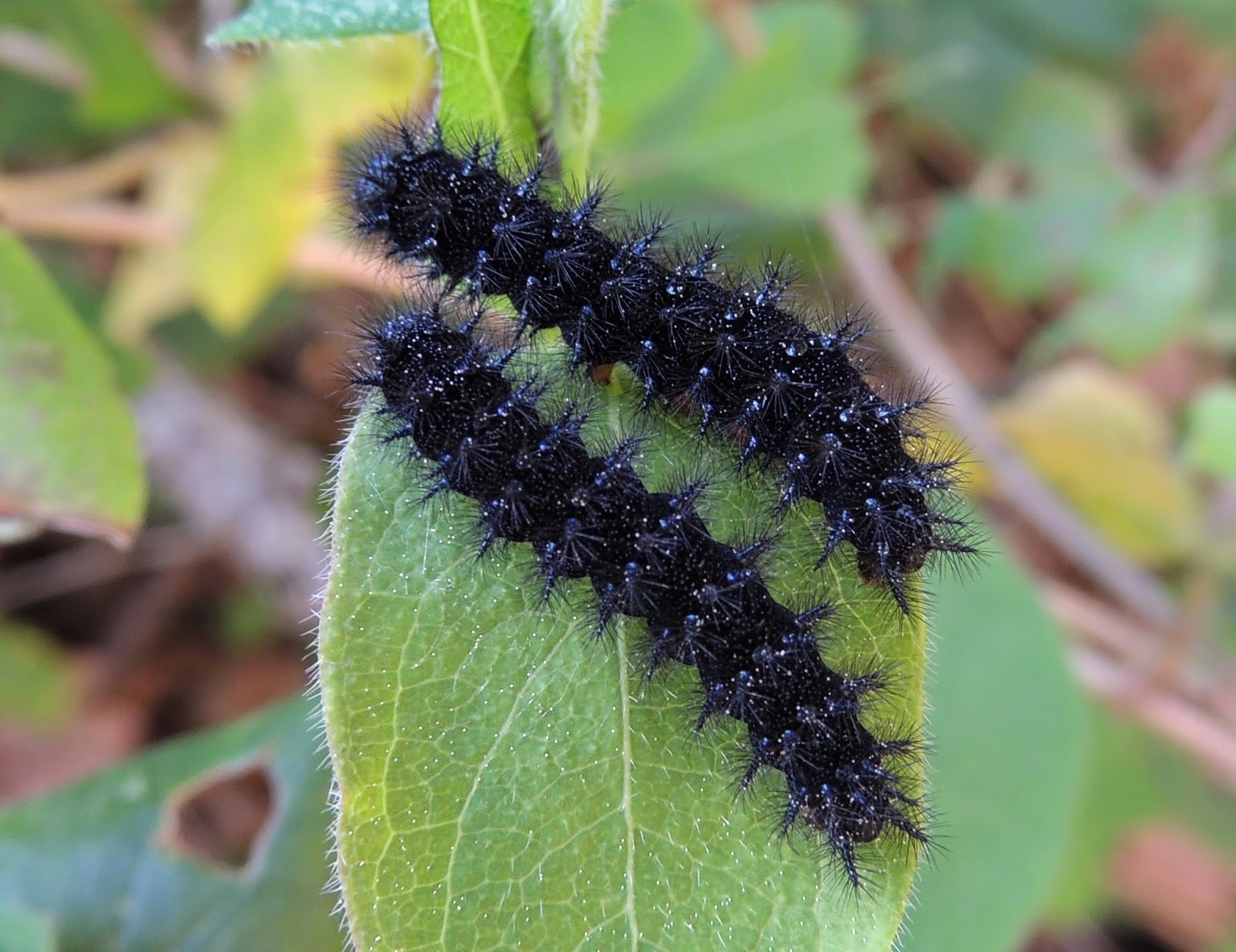 Orugas de Euphydryas aurinia Orugas de Euphydryas aurinia