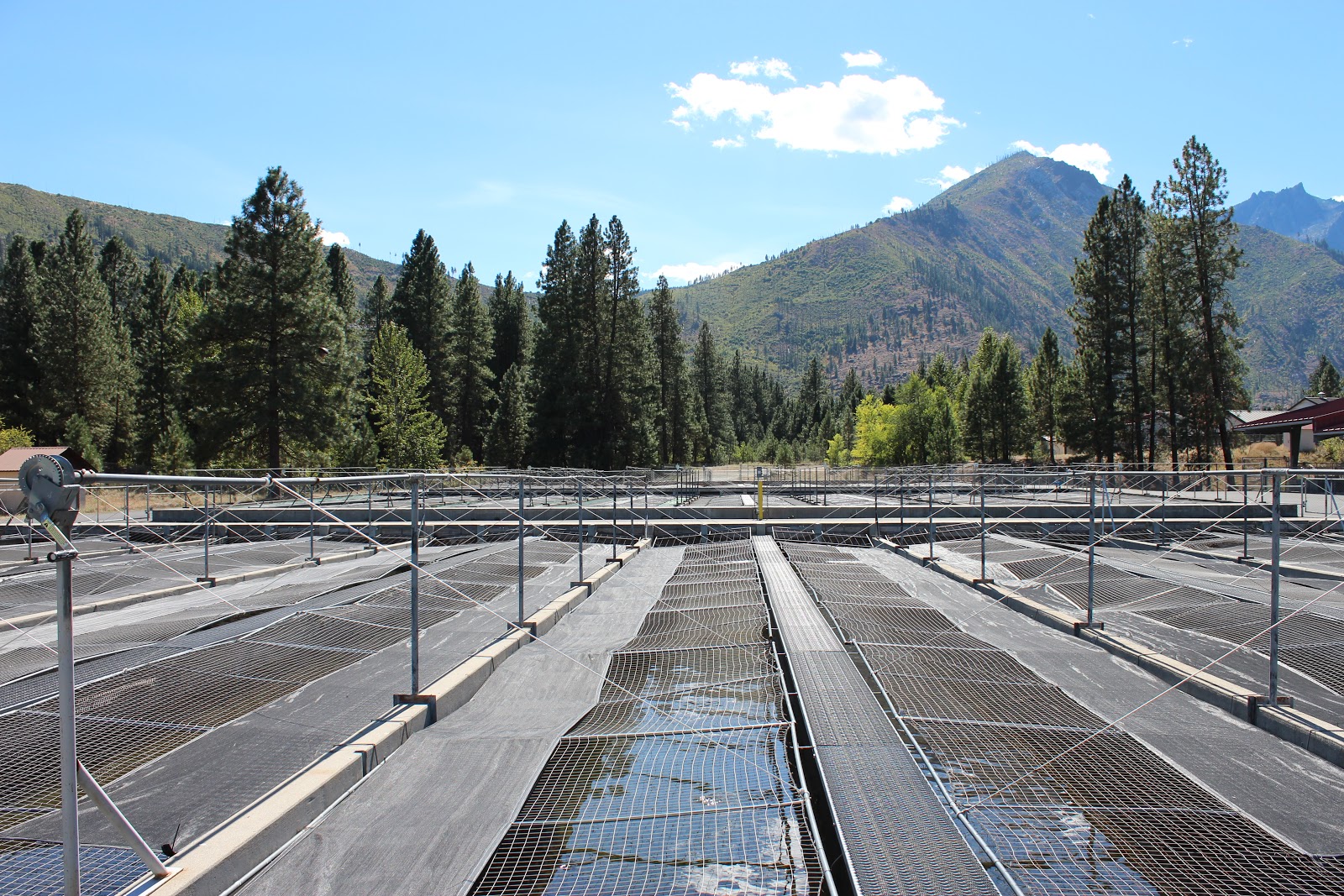 Jen's Updates Leavenworth National Fish Hatchery