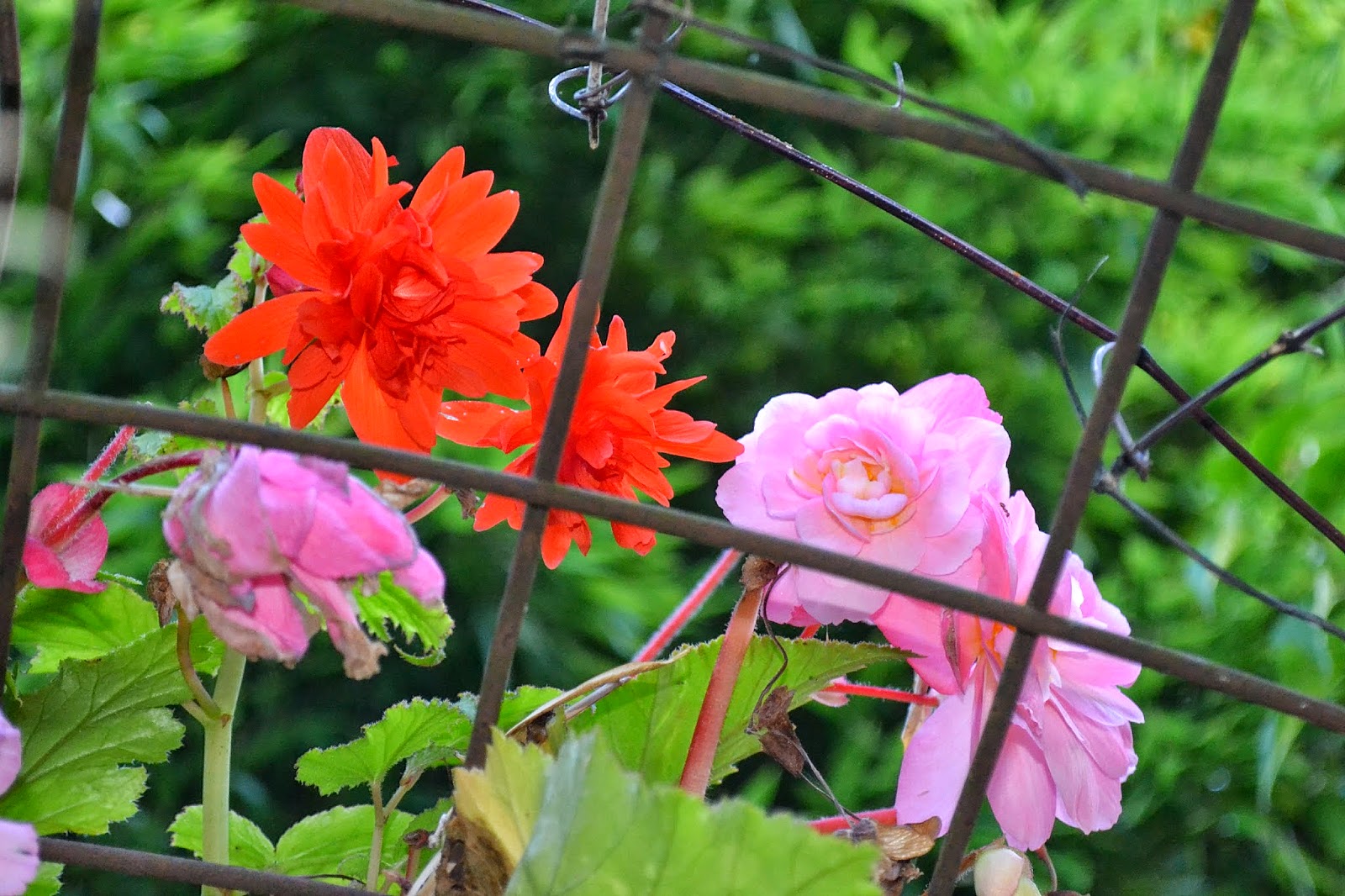 Gardening With Wyatt Very Variegated Flower Friday