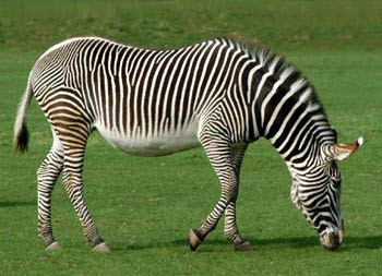 Grevy's zebras Grevy's zebras