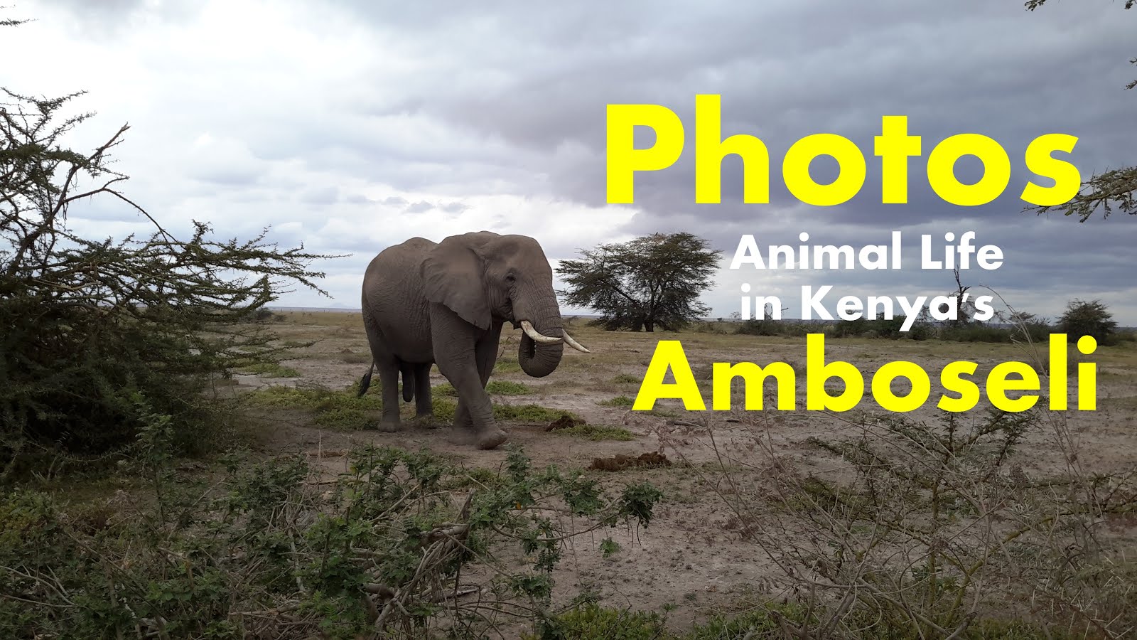 Amboseli National Park animal life in Phots by @Tambula_Africa | Shared Via T-Tours and Travel