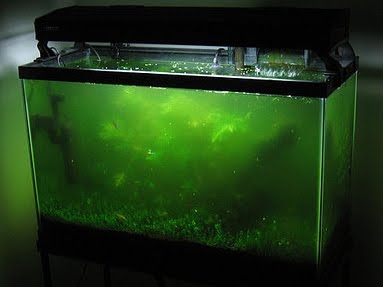Modern Lighting Systems Freshwater Aquarium and Algae Probles
