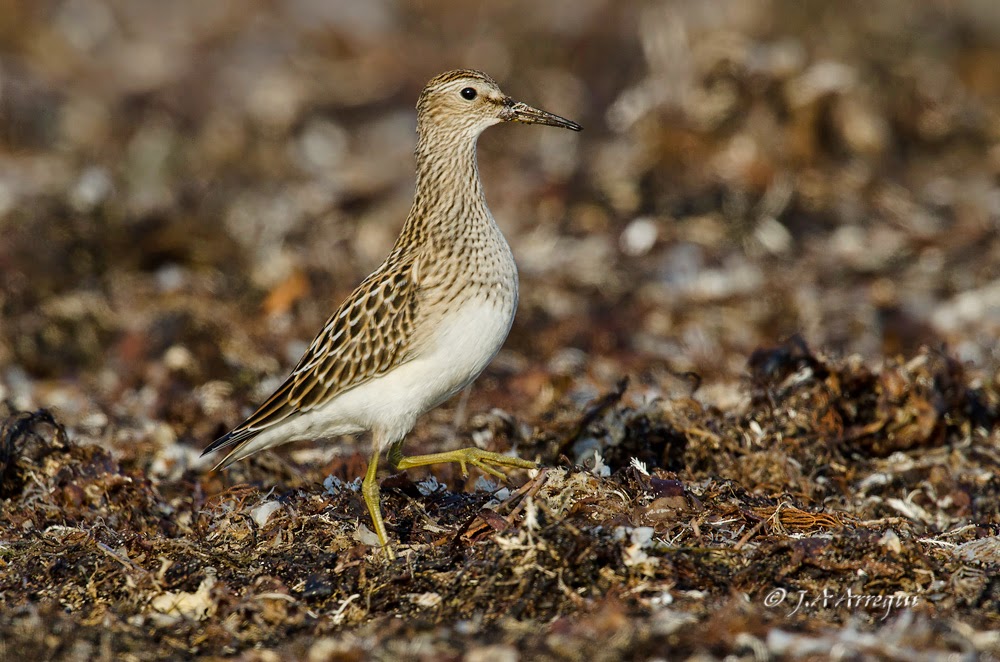 Correlimos pectoral, Calidris melanotos, Pectoral Sandpiper Correlimos pectoral, Calidris melanotos, Pectoral Sandpiper