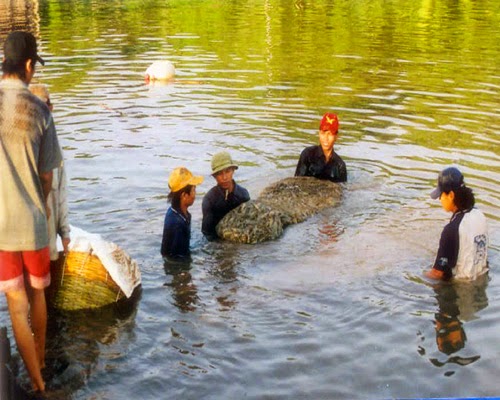 Tôm sú - tôm thẻ chân trắng: Cuộc chiến giá cả