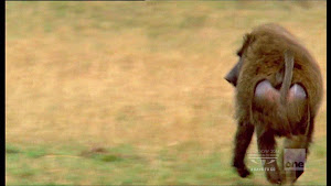The Baboon Retreats Without The Baby Gazelle