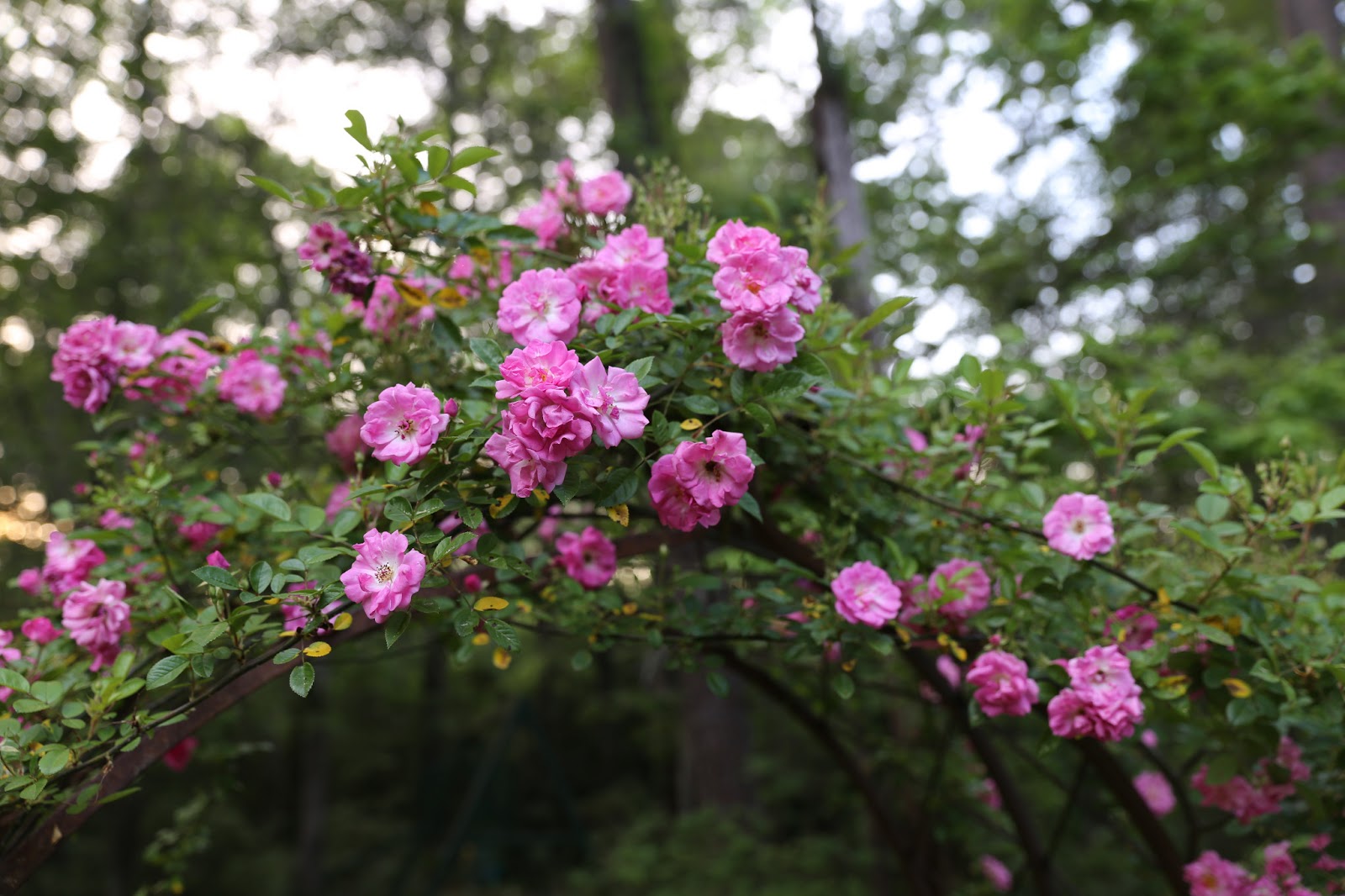 Sweet Southern Days The Katrina Rose (Peggy Martin Rose)