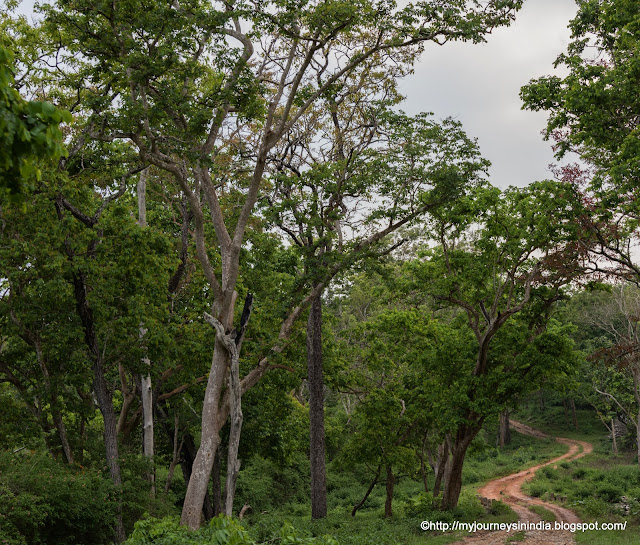 Safari route Inside the Bandipur Forests