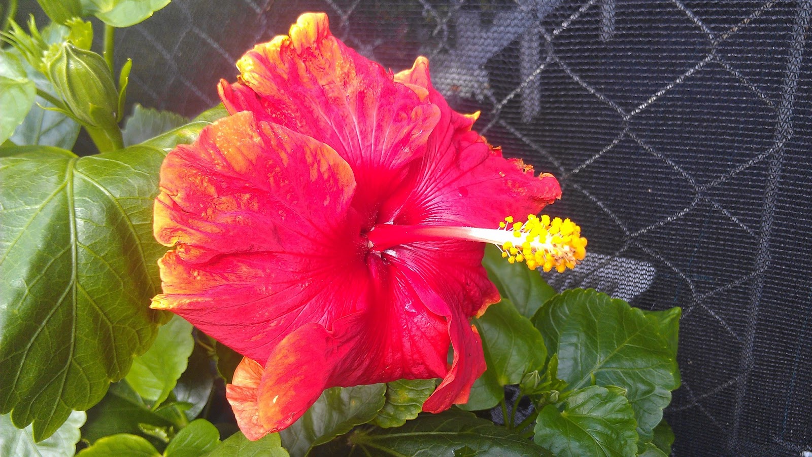 Kapu Gardens Hibiscus Hybrids For Sale