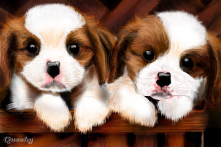 Cute Dogs ~ Wallpaper & Pictures