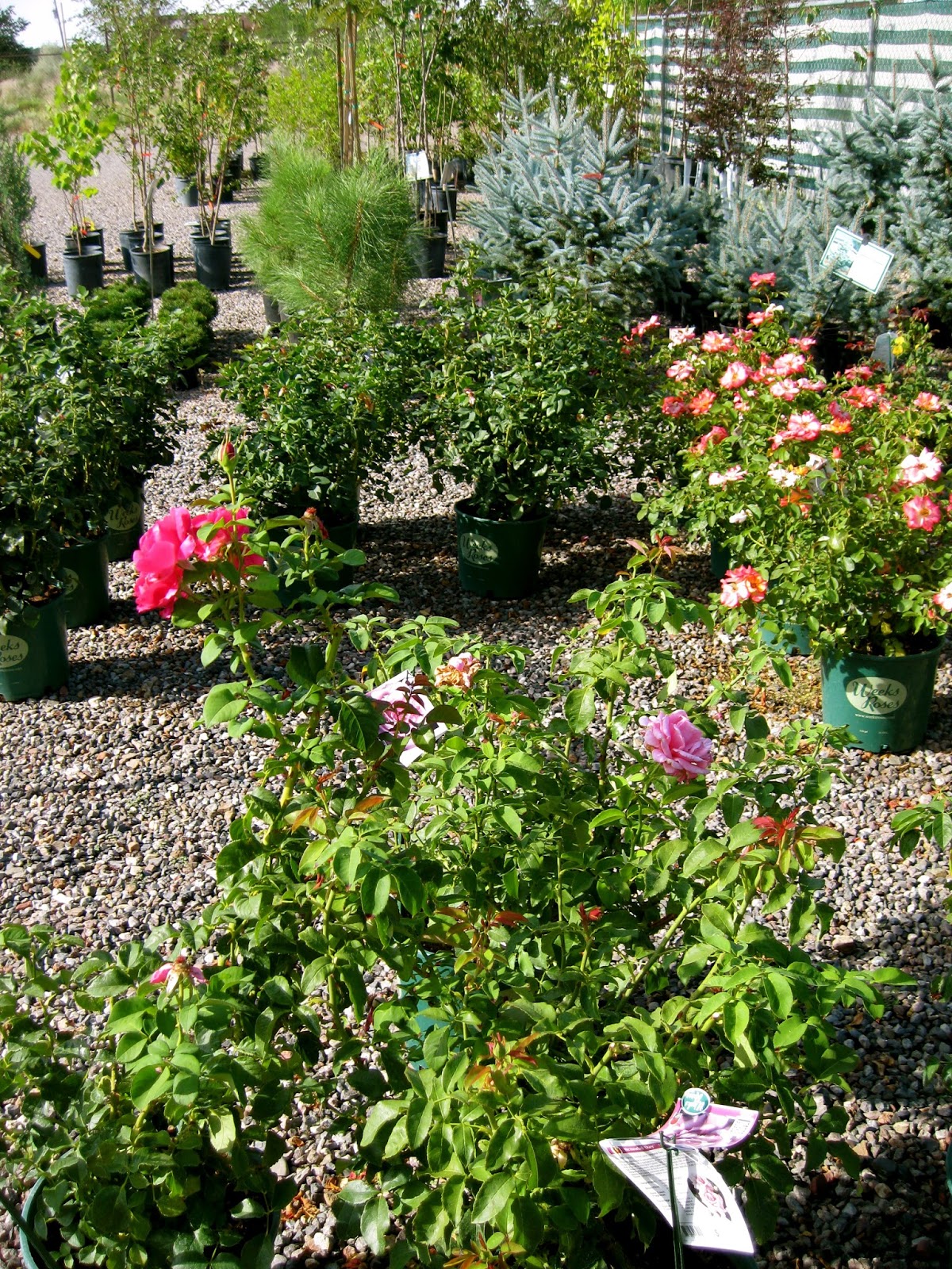 Silver Heights Nursery July 2013