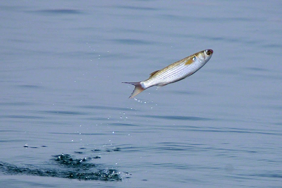 KUALA SEPETANG ECO TOURISM Matang Mangrove Forest Reserve Tour, Bird