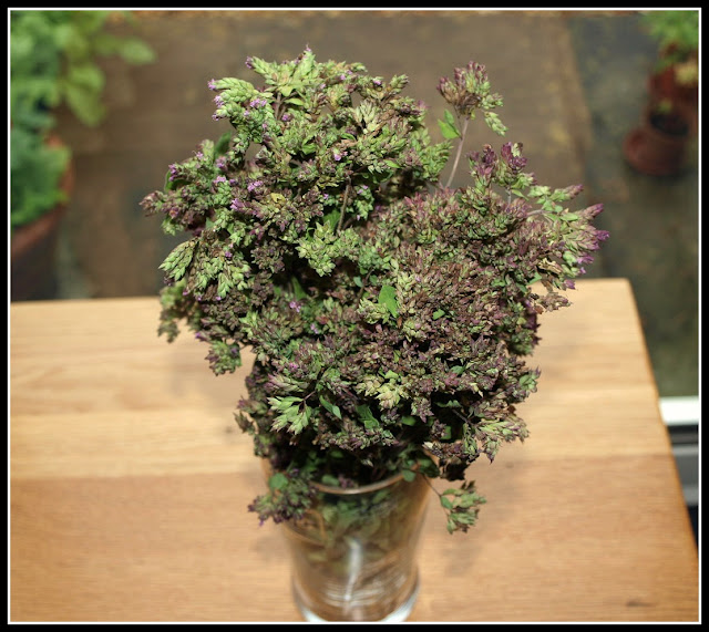 Mark's Veg Plot Greek Oregano