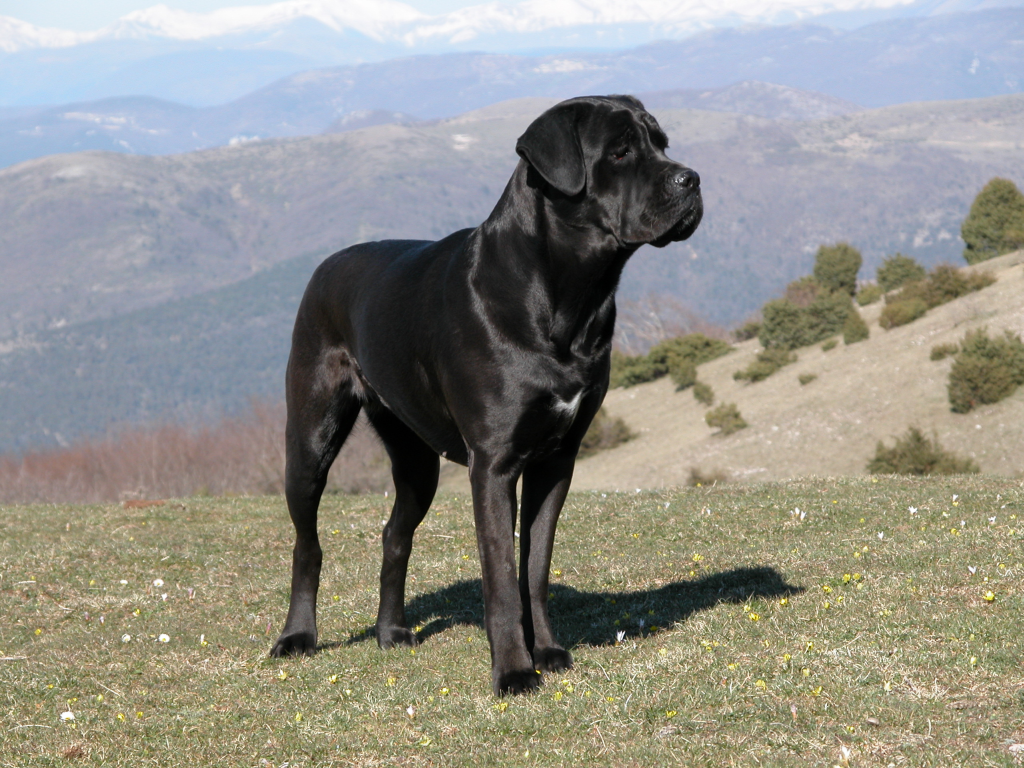wild life world cane corso