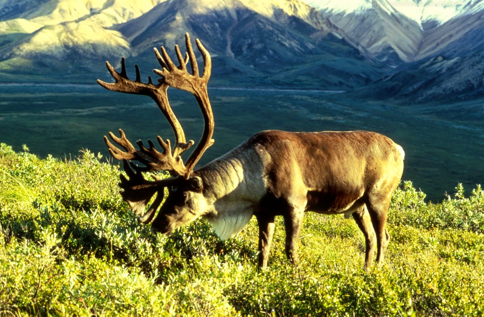 Beautiful Wallpapers for Desktop: Caribou HD Wallpapers