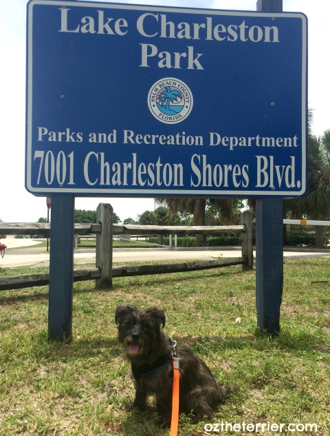 Oz the Terrier at dog-friendly Lake Charleston Park, Florida
