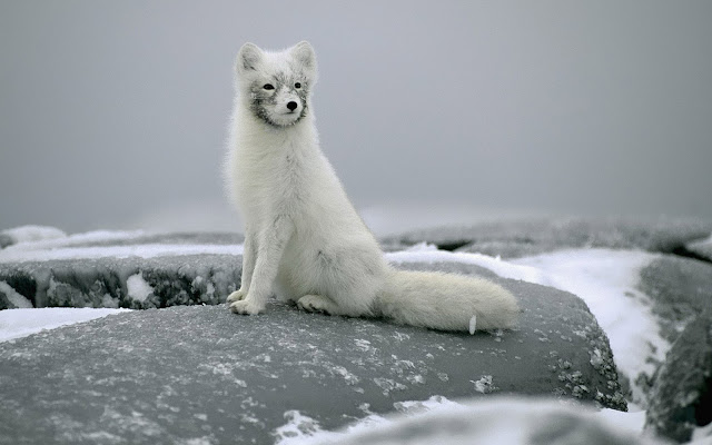 Wallpaper of a beautiful arctic fox