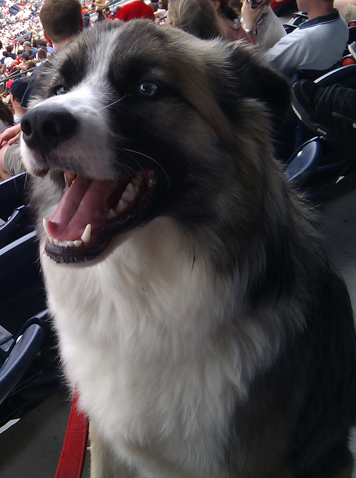 Can Dog Recover From Back Legs Paralyzed From Shots Can Dog Recover From Back Legs Paralyzed From Shots