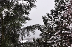 Schnee... Schnee...