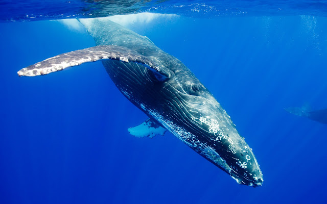 Tallest Animal Noises in the World / Blue whale