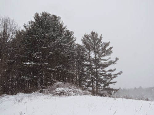 white pines
