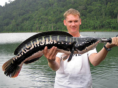 The Beauty Of Indonesia Piranha Lost With This Indonesian Monster Fish The Beauty Of Indonesia Piranha Lost With This Indonesian Monster Fish