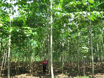 Investasi Pohon Jabon | Bisnis Kayu Jabon | Investasi Pembawa Berkah