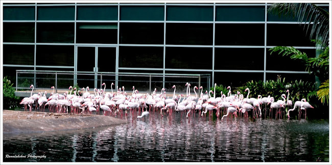 white%2Bflemingos-aa.jpg