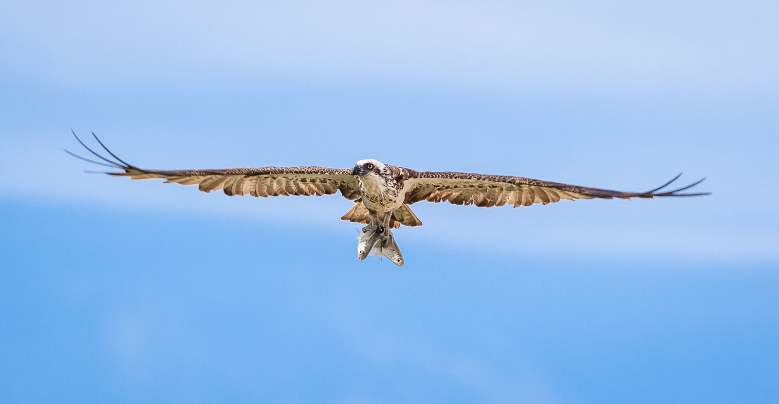 Osprey