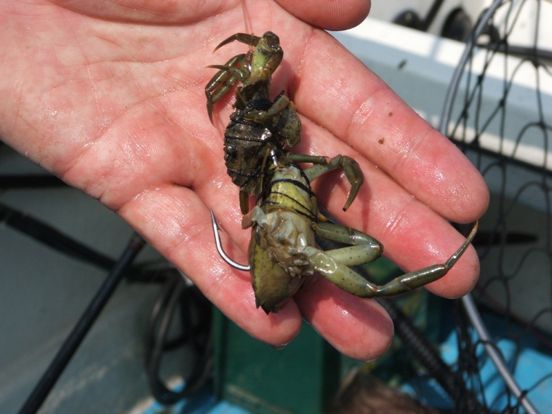 How to select the best Sea Fishing Bait Tacklebargains Fishing Tips