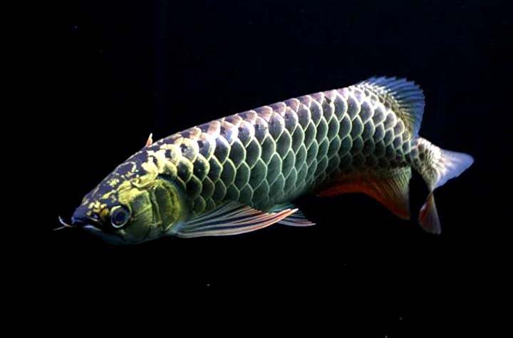 Arowana Sea Creature - Natural Beauty