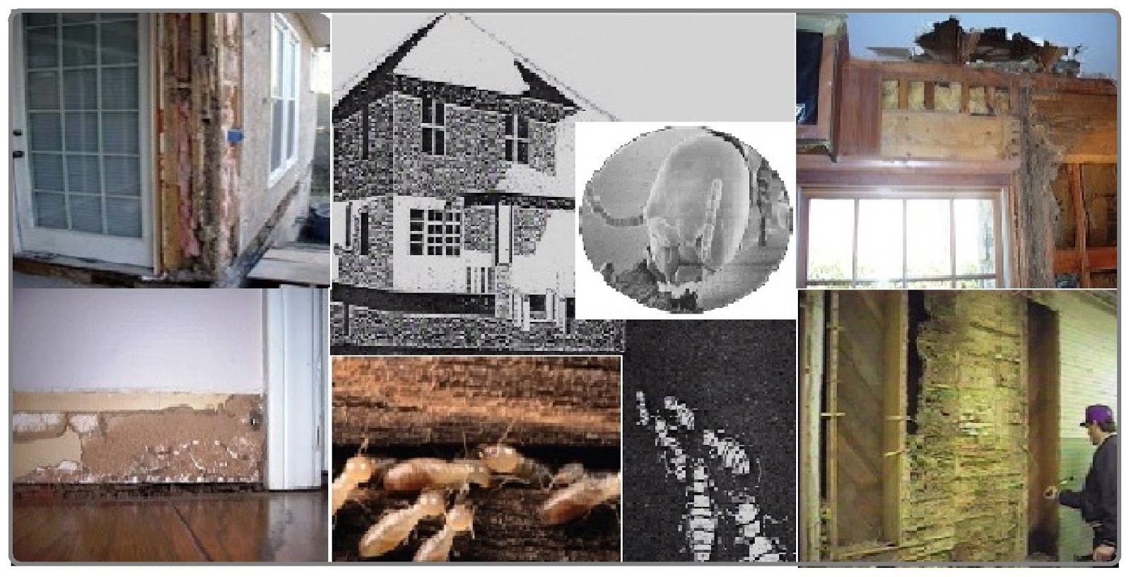 National Committee on Urban Pest Control Training Institute Urban