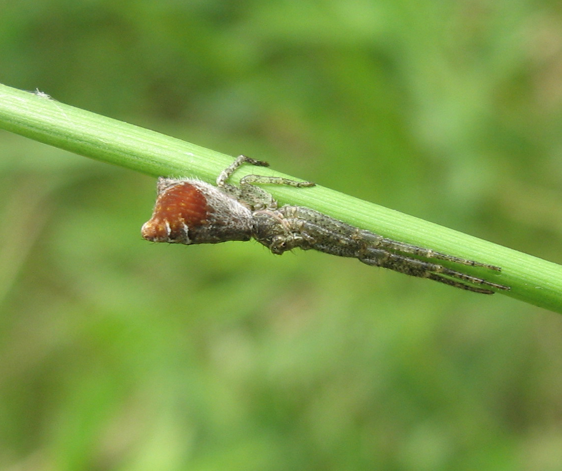 Tangled Web Tmarus angulatus and Xysticus alboniger