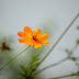 HD Beautiful Flowers Wallpapers