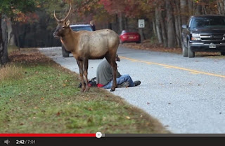 Elk versus photographer Great Smoky Mountains