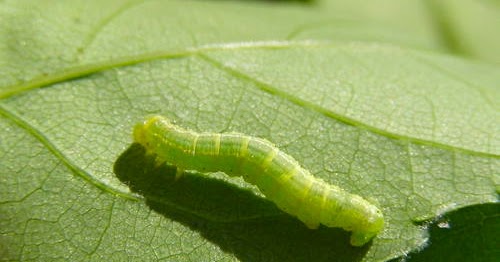 Depicable? No; Useful And Beautiful - The Caterpillar!