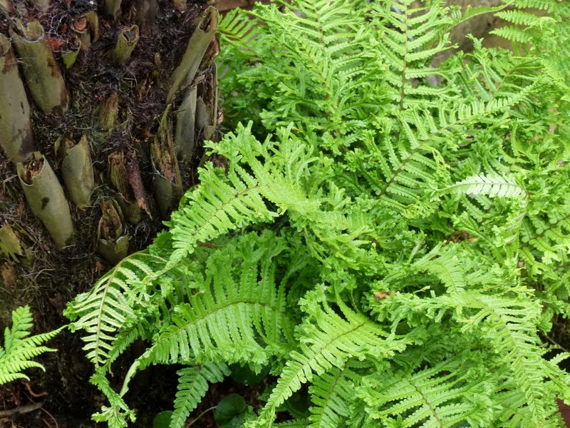 Our Plot at Green Lane Allotments Dead tree fern?