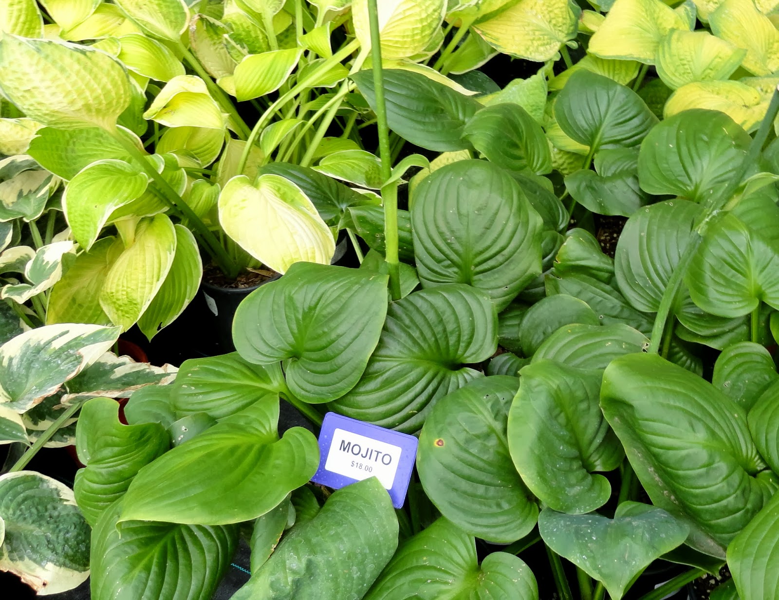 danger garden A visit to Sebright Gardens…