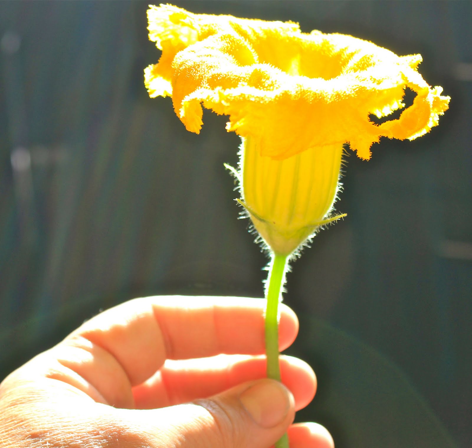 Squash Blossom Farm Garden Goodies and Baddies