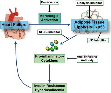 Nutrición, Dietética y Salud: El fallo cardíaco como Nutrición, Dietética y Salud: El fallo cardíaco como