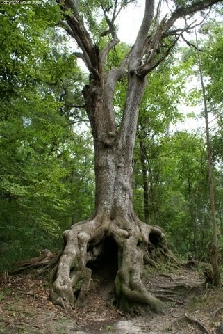 life s a trip historic blakeley state park spanish fort alabama