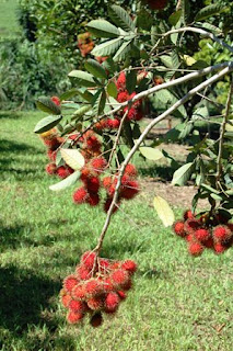 jual bibit rambutan di tanggamus