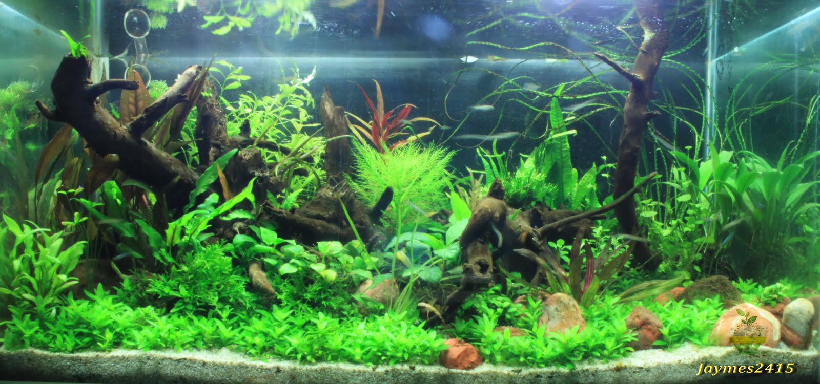 Bas Aquascape