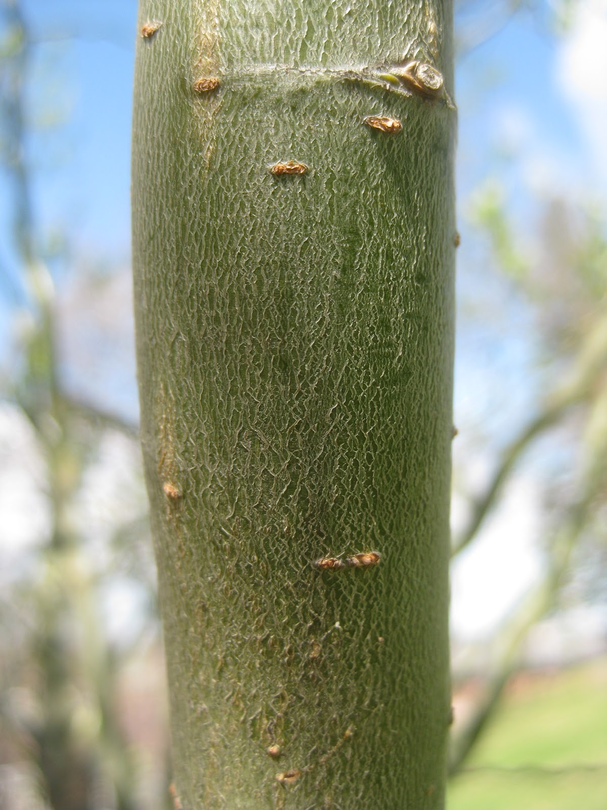 Trees With Green Bark at Mary Ross blog