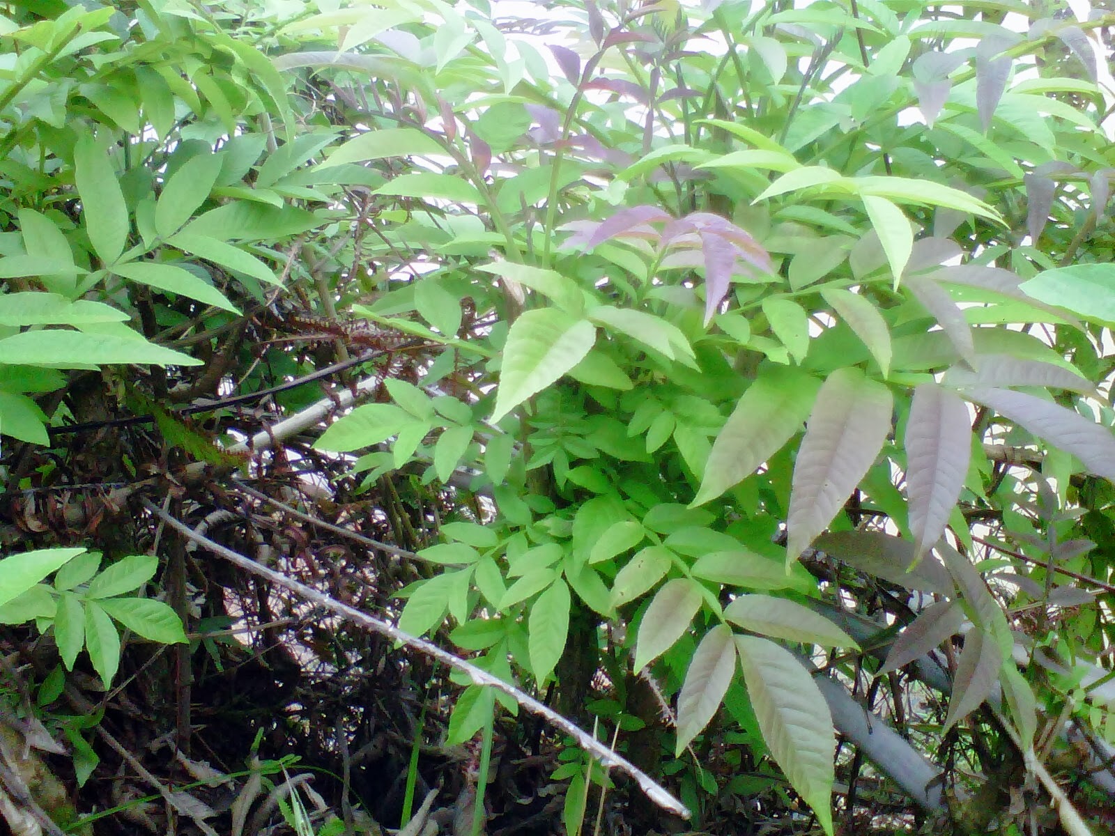 Image Result For Cara Mengobati Cacingan Dengan Air Garam Image Result For Cara Mengobati Cacingan Dengan Air Garam