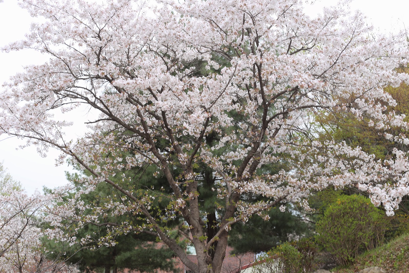 Cherry blossom big booty