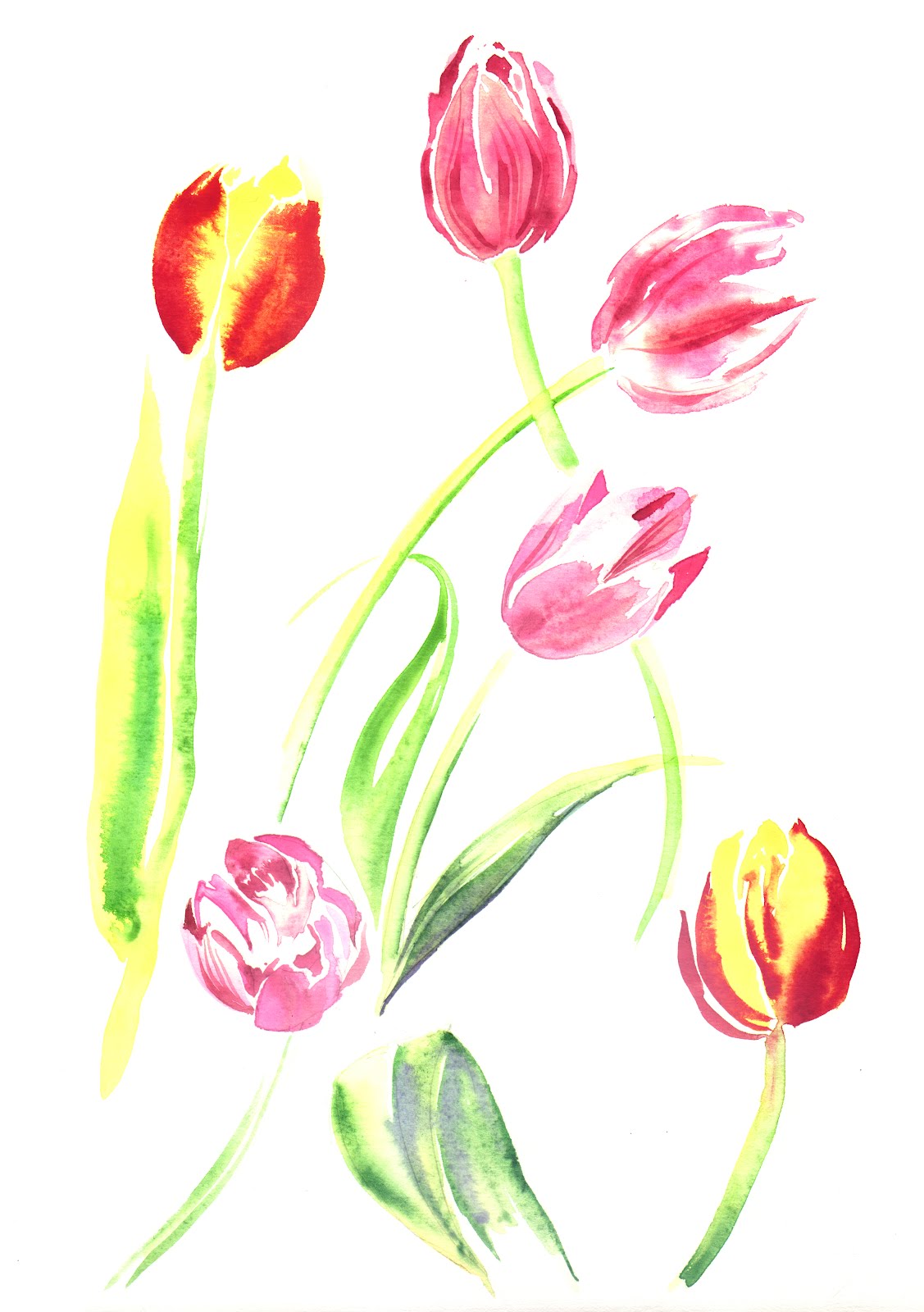 Drawings Of Tulips