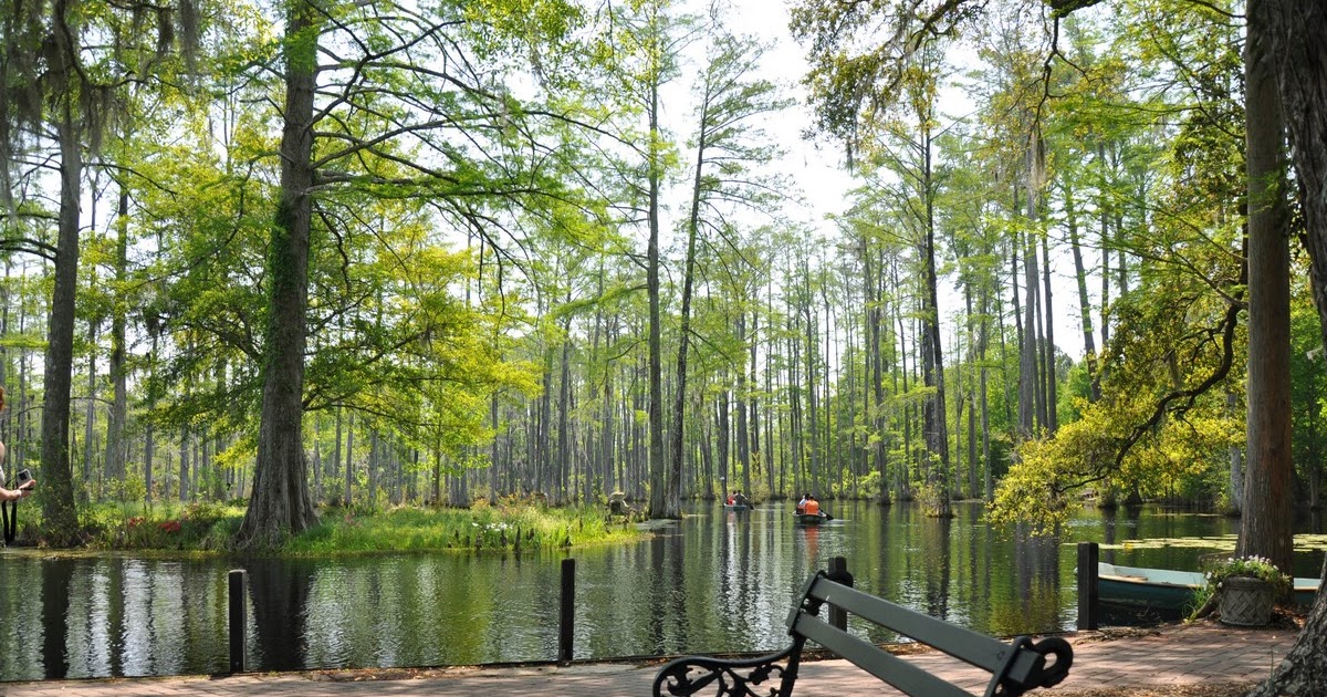 My View of Charleston and the Lowcountry Cypress Gardens Canoe Ride