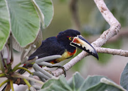 COLLARED ARACARI