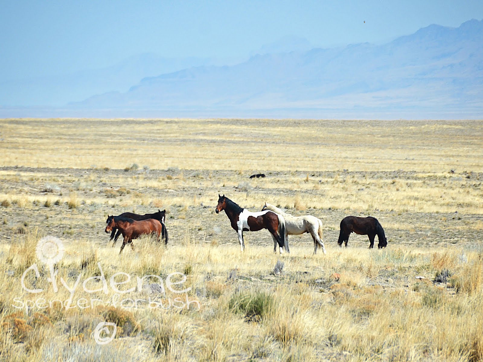Skunk Hollow Wild Horses of Utah